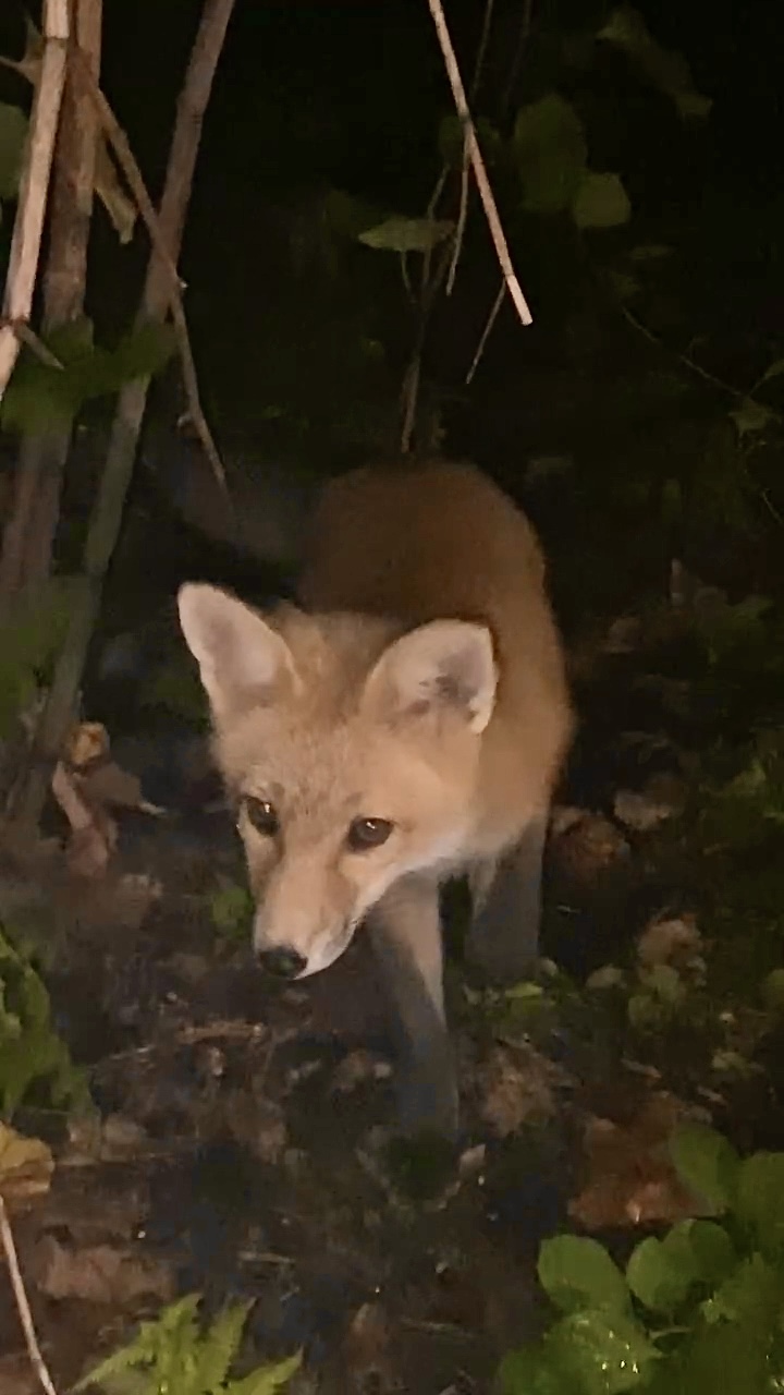 Red fox